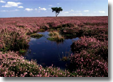 N Y Moors mountain bike tours